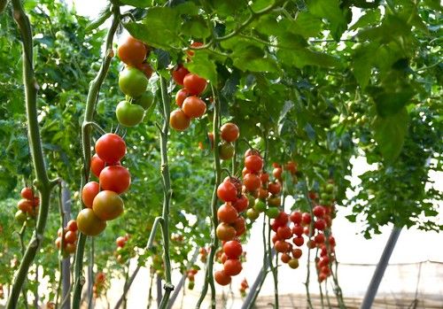 HM.CLAUSE renueva su catálogo comercial de calabacín, pimiento, tomate y melón para ofrecer más resistencias