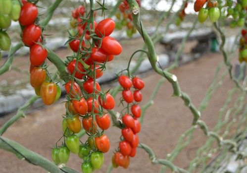 Syngenta presenta su nueva generación de baby plum