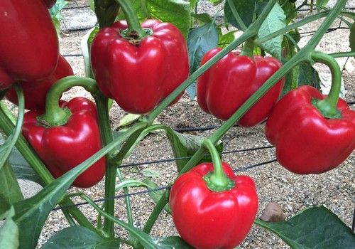 Galiano y Top Arnon, dos pimientos de alto rendimiento para el agricultor