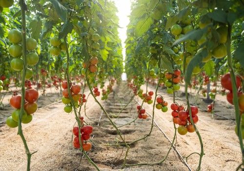 BASF irrumpe en el mercado de tomate rama con  Bacares F1