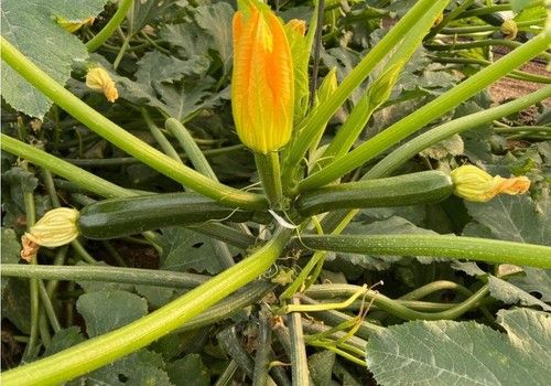 El calabacín retoma grandes cifras de cotización en la última semana