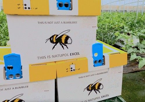 Natupol Excel® obtiene mejor cuaje en melón y sandía, a pesar del viento, la lluvia y la calima