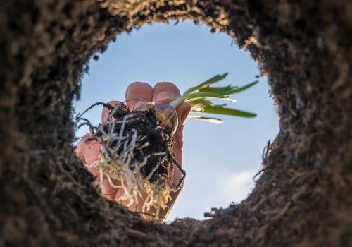 Hongos micorrícicos: qué son y qué pueden hacer