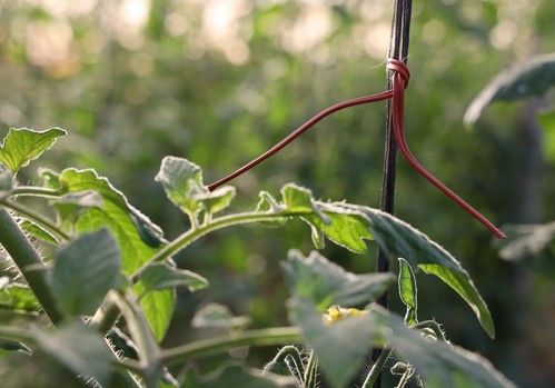 Isonet® T, Confusión sexual para el control de Tuta absoluta