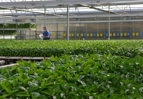 Veinte millones de plántulas de pimiento salen cada campaña de Campoejido
