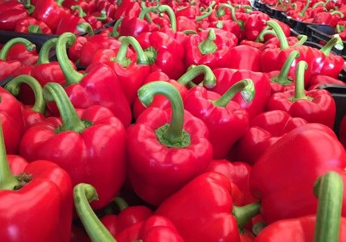 La producción y calidad de Galiano y Top Arnon blindan la rentabilidad para el agricultor