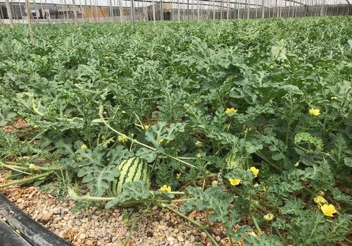 Sukkar Plus es un producto clave para acelerar la maduración de los frutos