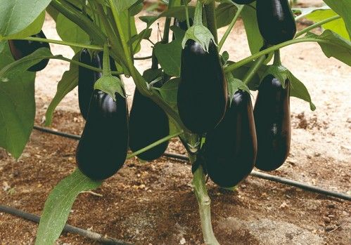 Olimpia, la berenjena de Meridiem Seeds que asegura con su vigor una alta producción