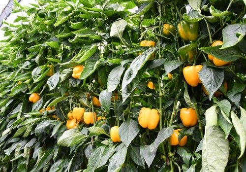 HM.CLAUSE hace siete propuestas para  el cultivo temprano-medio de pimiento