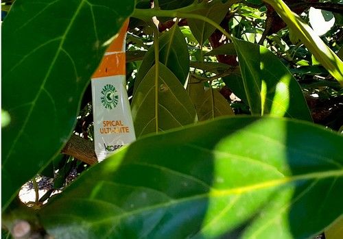  Koppert recomienda iniciar las sueltas del enemigo natural del ácaro cristalino del aguacate