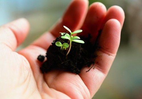 Un Curso de Verano repasará las técnicas de mejora genética en hortícolas