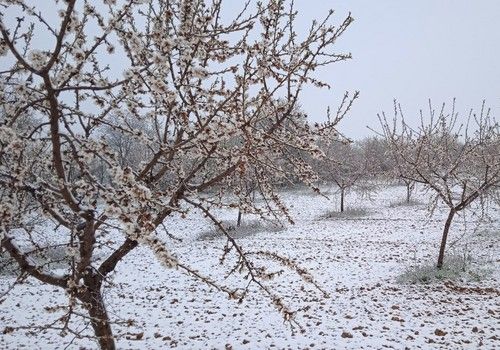 ASAJA constata que los efectos de las heladas y las lluvias provocan daños al 59% de los almendros de la provincia