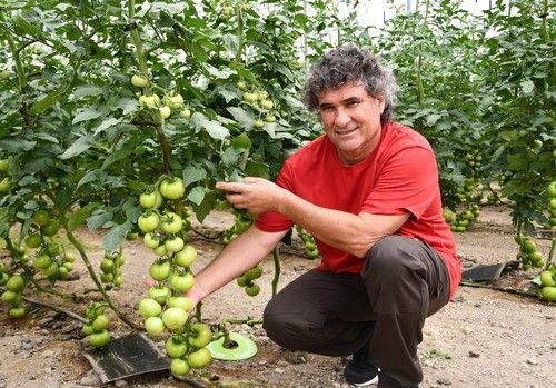 Rijk Zwaan presenta sus mejores propuestas en tomate beef y rama para la zona de Alhama de Almería