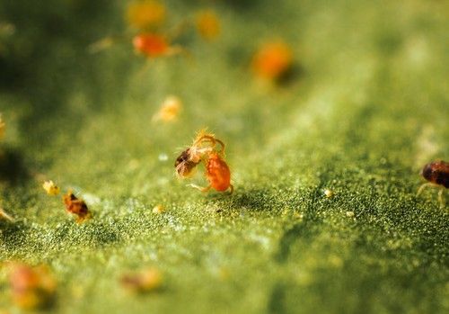 Habrá más araña roja y trips en los invernaderos a consecuencia de la ola de calor