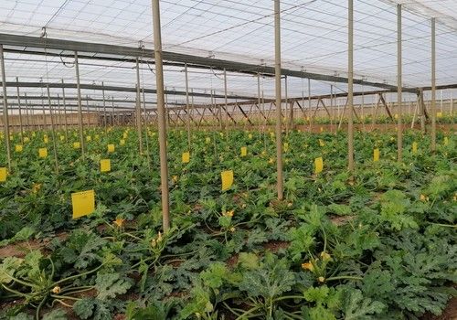 COAG Almería cuestiona los criterios de acceso a los Fondos Next Generation al no adecuarse a la agricultura almeriense