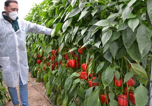 La gama de pimientos IÓN de HM.CLAUSE crece también en el segmento tardío