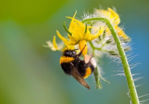 La nueva colmena Natupol Sprint® ofrece la polinización más rápida con altas temperaturas