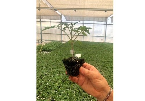 Semilleros Laimund ofrece un servicio de excelencia en injertos de tomate con la mayor experiencia de la provincia