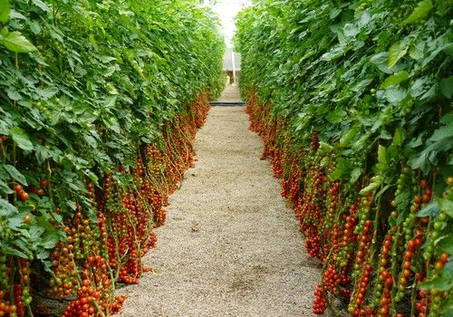 Top Seeds avanza en su catálogo de portainjertos con su última innovación, Carbonite, perfecto para grandes calibres