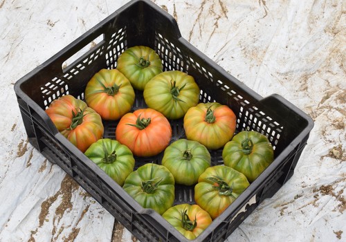 Las variedades de tomate de Ramiro Arnedo son una referencia en el mercado