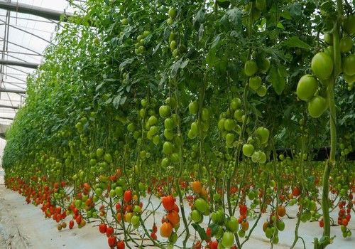Versatilidad, gran calibre y consistencia con el tomate pera Azovian F1