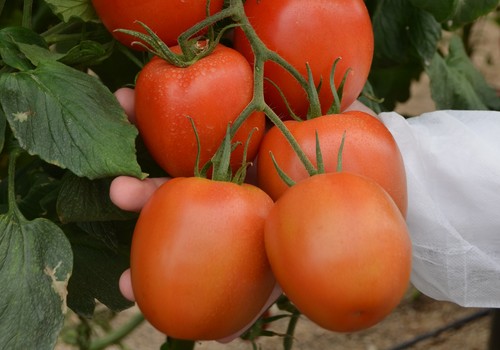 Harrison y Sargento, los tomates pera de CLAUSE  para llegar a todos los mercados