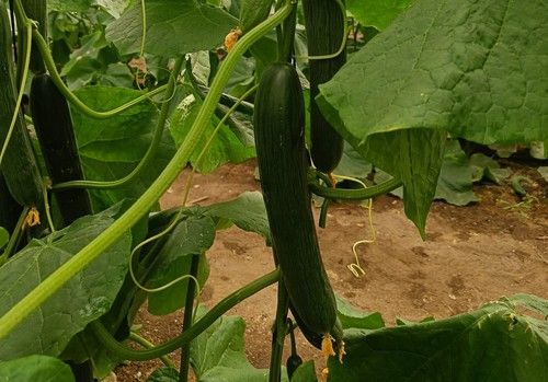 Así es Dorian, el pepino temprano de Sakata para ‘no quemarse la cabeza’