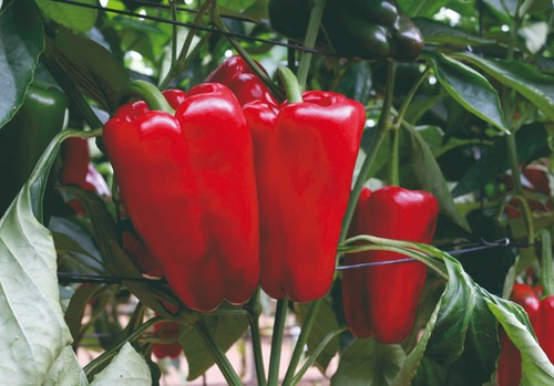 Esopo, el lamuyo de Meridiem Seeds de corte en fuerte rojo, atractivo para los mercados y de fácil manejo para el agricultor