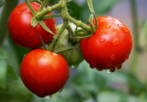 El precio del tomate se desploma en la primera semana de verano