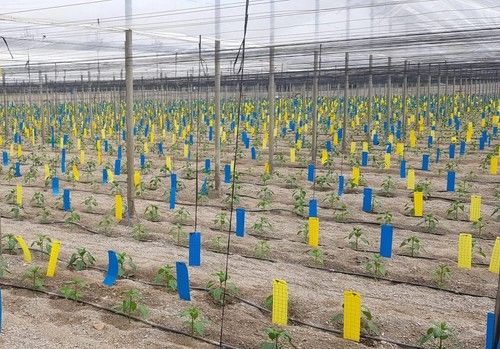Trampas de calidad para prevención de plagas