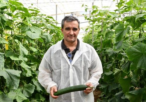 Sakata presenta Dorian, el pepino definitivo para no quemarse la cabeza