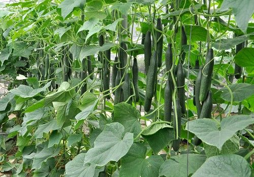 Invictus sigue siendo el líder en pepino temprano con todas las garantías para el agricultor