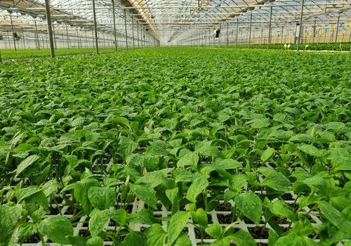 Semillero Campoejido para empezar la campaña agrícola con la mejor planta