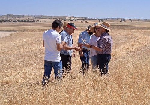 La cosecha de cereal en Los Velez disminuirá más de un 35%