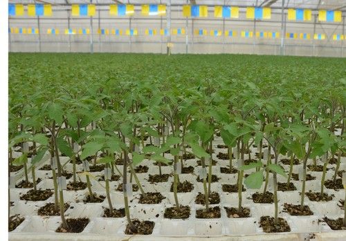 Semilleros Laimund, un referente en la provincia por su experiencia, compromiso con el agricultor y apuesta por la innovación