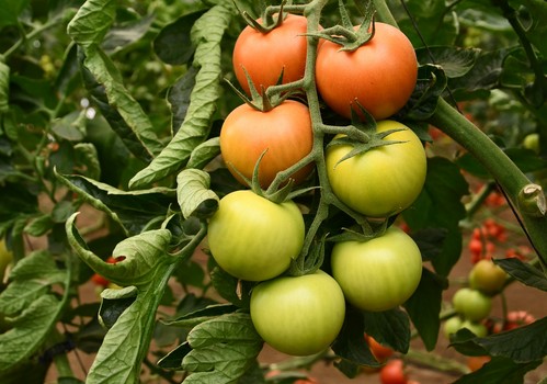 Ateneo cumple ocho años liderando el segmento de tomate rama G-M