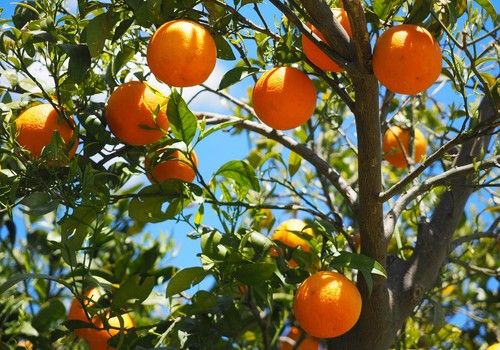 El Ministerio de Agricultura, Pesca y Alimentación inicia la consulta pública del real decreto que regulará los pagos directos y la solicitud única anual de ayudas de la nueva PAC