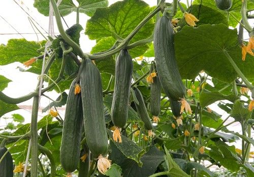 IQV Agro España, la élite en protección y nutrición de cultivos mediante sustancias naturales