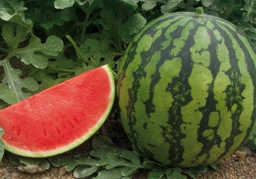 Un polinizador para cada necesidad y con calidad Premium