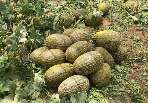 Bioprotector para el cultivo del melón
