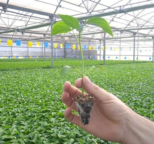 ASAJA estima en un 15% el incremento de la superficie de tomate para la campaña 2022/2023