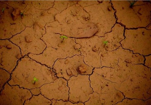 El Consejo de Gobierno autoriza la creación de  la Comisión de Seguimiento de la Sequía