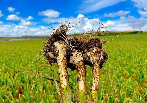  Koppert ofrece soluciones biológicas para proteger el ajo frente a estrés y enfermedades