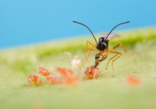 Koppert mostrará en Fruit Attraction el éxito de su estrategia para el control biológico de pulgón