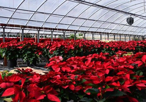 Control de la mosca blanca en Poinsettias