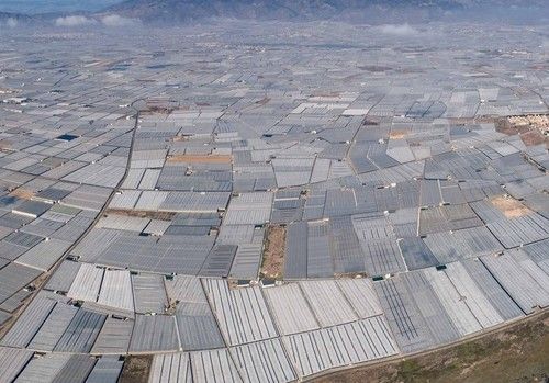 El 35% de los mayoristas hortofrutícolas de Almería se encuentran en máximos niveles de impago