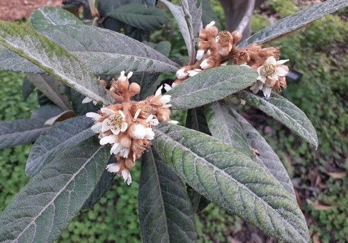 Un investigador de la UAL, junto con el IVIA, estudia los genes DAM de los frutales frente a condiciones meteorológicas adversas