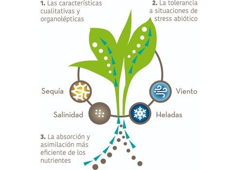 IQV Agro España lanza al mercado su nueva línea de productos bioestimulantes VALSTIM