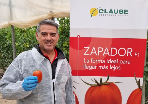 Zapador y Retador llegan al catálogo de tomate pera de HM.CLAUSE para cumplir con los mercados más exigentes
