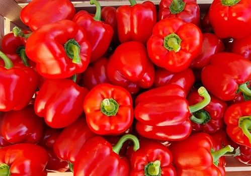 Krakos, el pimiento de BASF resistente a oídio con calibre homogéneo todo el ciclo